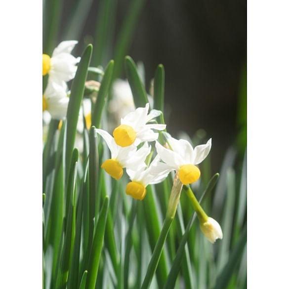 Narcissus Canaliculatus