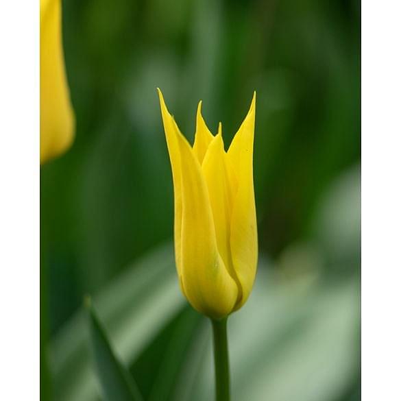 Tulip Flashback