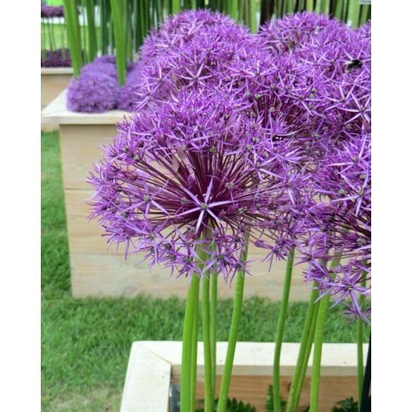 Allium Purple Rain Bulbs and Plants Online