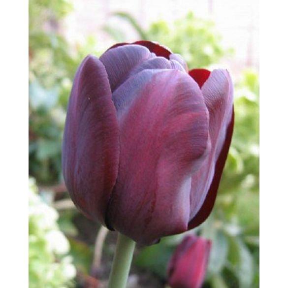 Tulip Queen of Night 11/12 cm Bulb