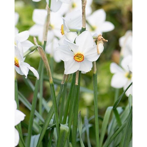 Narcissus Actaea