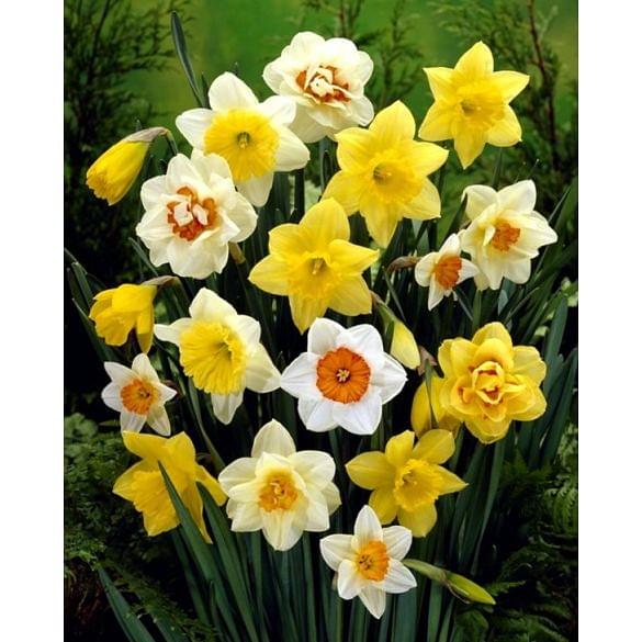 Daffodil & Narcissus Mixture