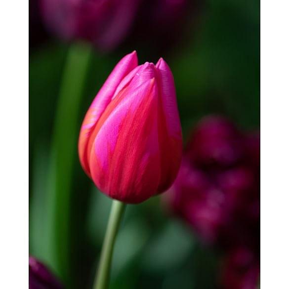 Tulip Aphrodite