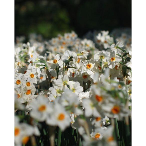 Narcissus Cragford Bulb