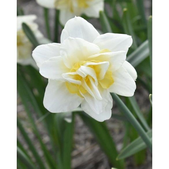 Narcissus White Lion Bulb