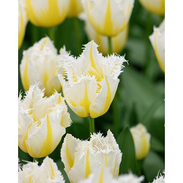 Tulip Lemon Beauty