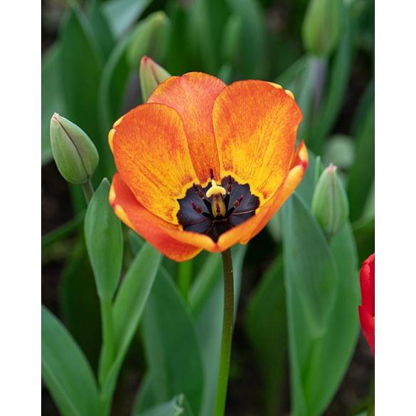 Tulip Gudoshnik Bulb