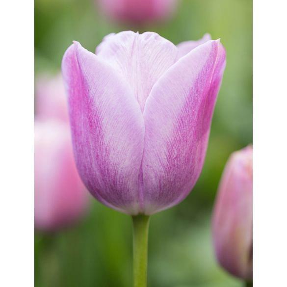 Tulip Violet Beauty