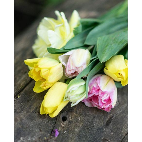 Sundae tulip collection