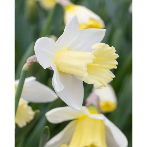 Narcissus Mount Hood