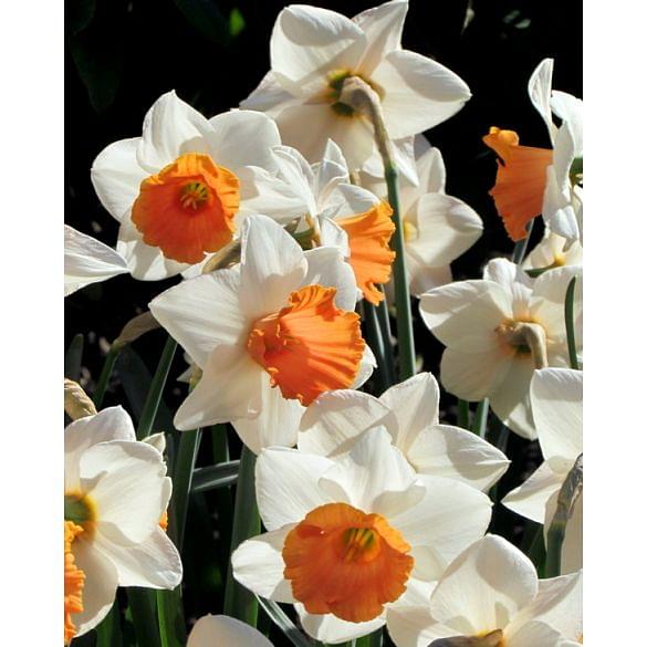 Narcissus Chromacolour