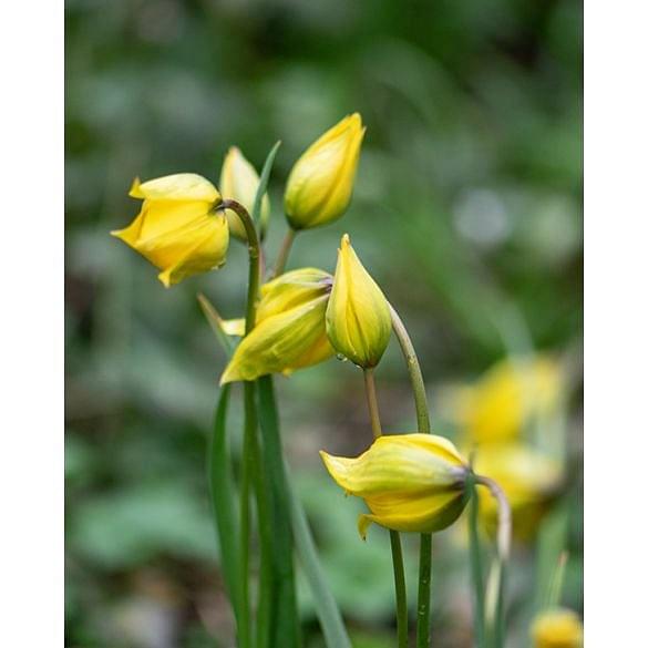 Tulip Sylvestris (The Wild Tulip) 