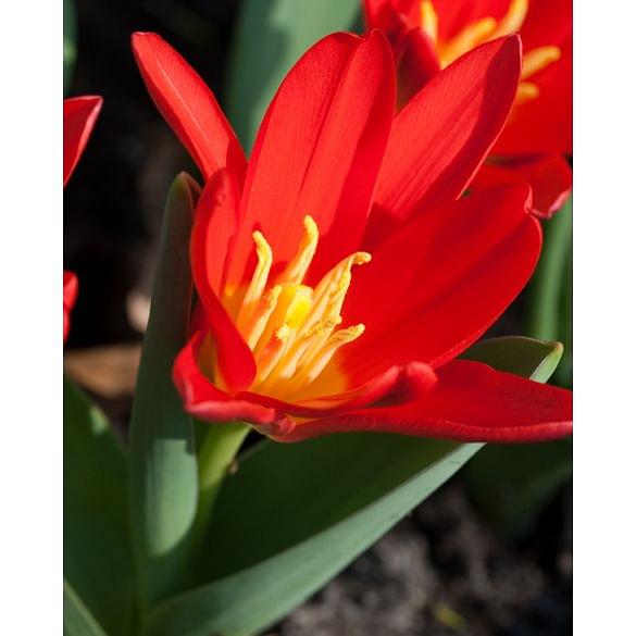 Tulip Scarlet Baby Bulb