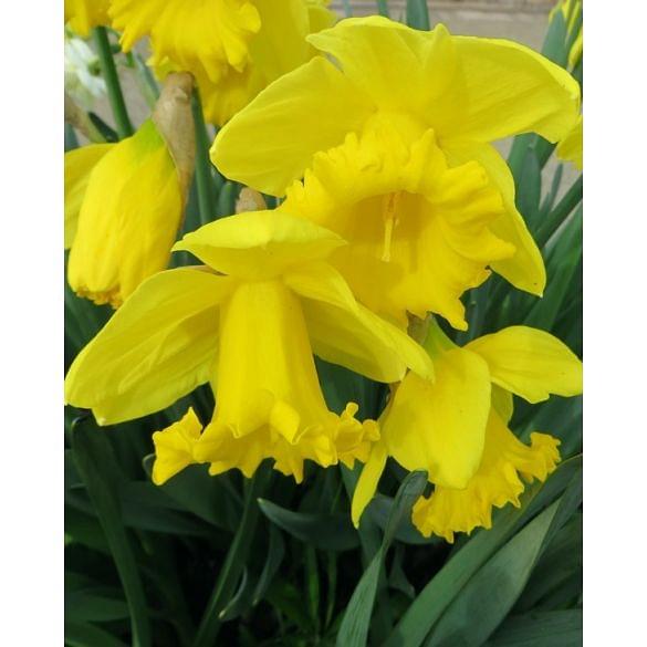 Narcissus Mando Bulb