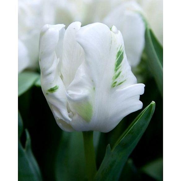 Tulip White Rebel