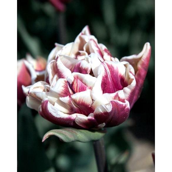 Tulip Wyndham