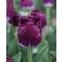 Tulip Purple Crystal