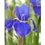 Iris Sibirica Silver Edge Bulb