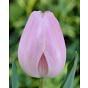 Tulip Rosalie Bulb