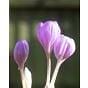 Colchicum The Giant 