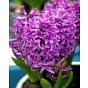 Prepared Hyacinth Purple Sensation Bulb