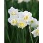 Narcissus Cheerfulness Bulb