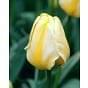 Tulip Jaap Groot Bulb