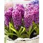 Hyacinth Purple Sensation
