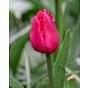 Tulip Ile de France