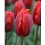 Tulip Couleur Cardinal Bulb