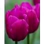 Tulip Pink Ardour