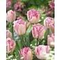 Pink Delight Tulip Collection