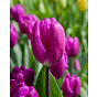 Tulip Purple Flag
