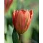 Tulip Apricot Emperor