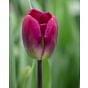 Tulip Kansas Proud