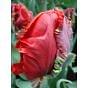 Tulip Rococo Bulb
