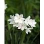 Indoor Flowering Narcissus Paperwhite Ziva (Christmas Flowering) Bulb