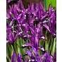 Iris Reticulata Pauline Bulb