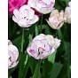 Tulip Double Shirley Bulb