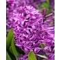 Prepared Hyacinth Purple Sensation Bulb