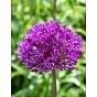 Allium Purple Sensation (Hollandicum) 10/11 cm Bulb