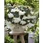 Begonia Illumination White ®