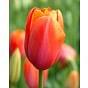 Tulip Avignon ®