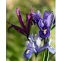 Iris Reticulata Species Mixture Bulb