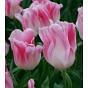 Tulip Holland Chic Bulb