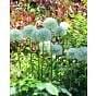 Allium White Giant Bulb