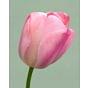 Tulip Mystique van Eijk 12/+ cm