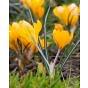 Crocus Chrysanthus Romance Bulb