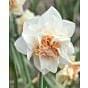 Narcissus Replete Bulb