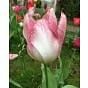 Tulip Flaming Purissima Bulb